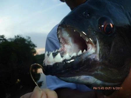 A close view of a piranha caught and released during the Rio Negro expedition