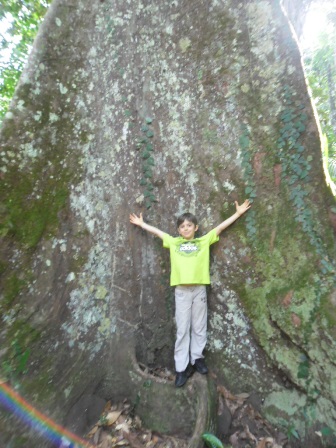 A traveller beside one of the Amazon rainforest’s giant trees