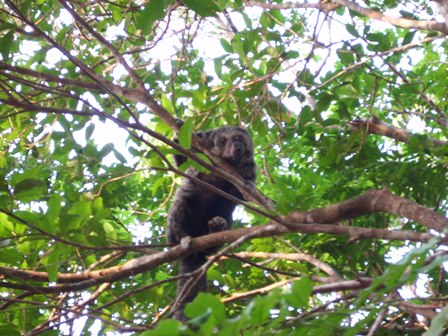 A squirrel monkey seen during the Full Day Amazon Experience